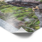 American Bald Eagle die in een boom zit Foto Afdruk (Hoek)