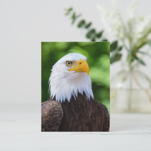 American Bald Eagle Foto Briefkaart (Staand voorkant)