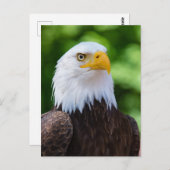 American Bald Eagle Foto Briefkaart (Voorkant / Achterkant)