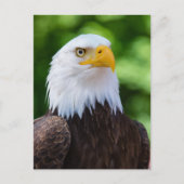 American Bald Eagle Foto Briefkaart (Voorkant)