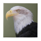 American Bald Eagle Head Tegeltje (Voorkant)