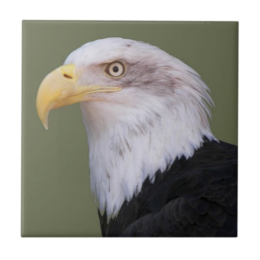 American Bald Eagle Head Tegeltje (Voorkant)