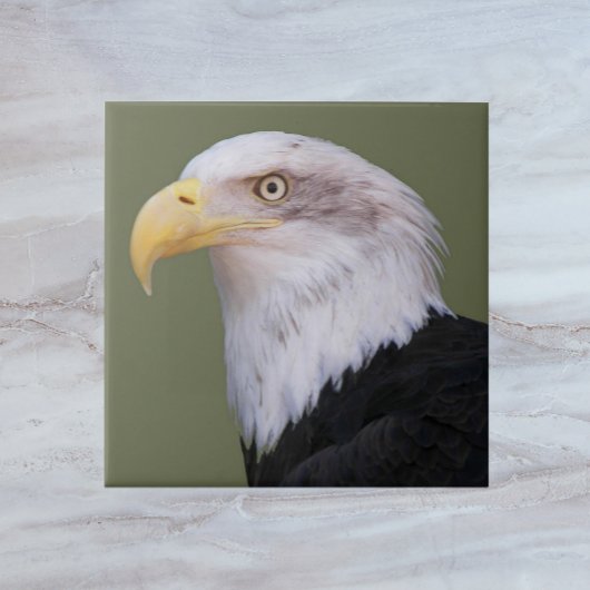 American Bald Eagle Head Tegeltje