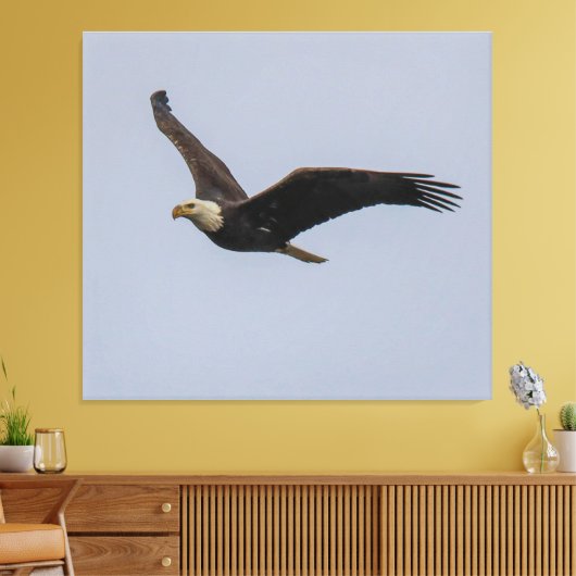 American Bald Eagle In Flight Canvas Afdruk (Insitu (Woonkamer))