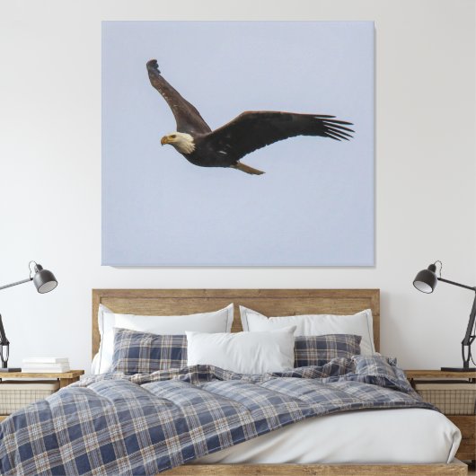 American Bald Eagle In Flight Canvas Afdruk (Insitu (Slaapkamer))