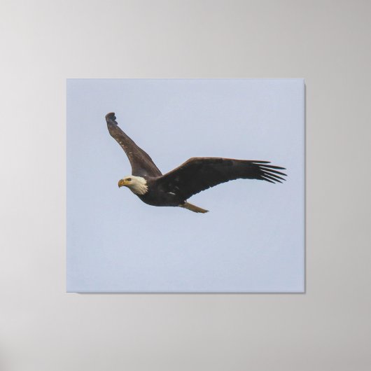 American Bald Eagle In Flight Canvas Afdruk (Voorkant)
