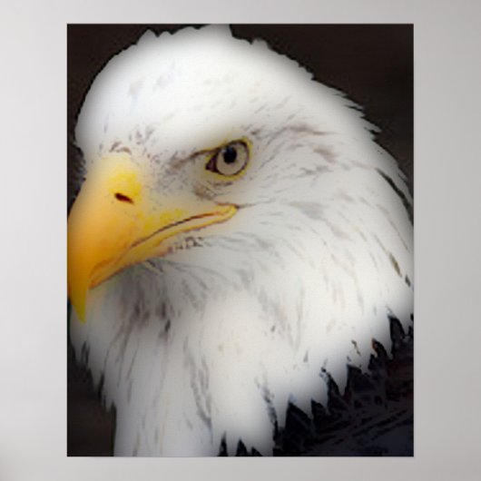 "American Bald Eagle in Portrait" Poster (Voorkant)