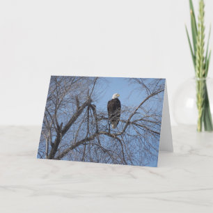 American Bald Eagle in Tree Card - White Inside Kaart