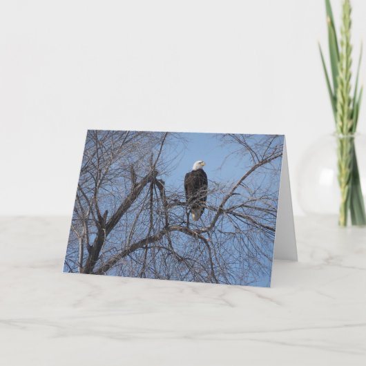 American Bald Eagle in Tree Card - White Inside Kaart (Voorkant)