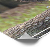 American Bald Eagle Perched on a Log Poster (Hoek)