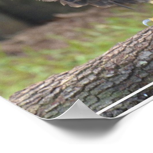 American Bald Eagle Perched on a Log Poster (Hoek)