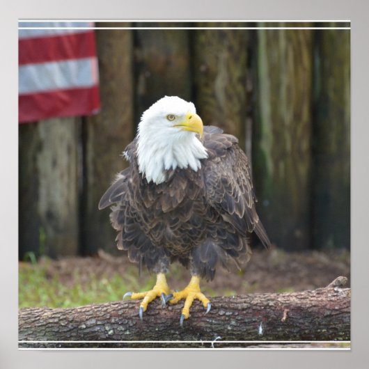 American Bald Eagle Perched on a Log Poster (Voorkant)