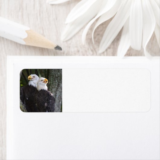 American Bald Eagle Retouradreslabels Etiket (Insitu)