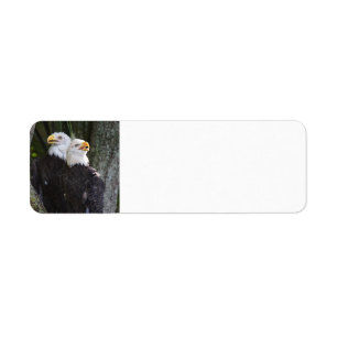 American Bald Eagle Return Address Labels