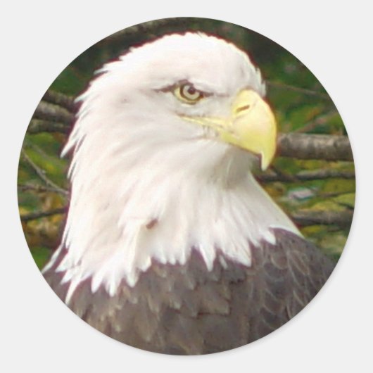 American Bald Eagle Sticker (Voorkant)