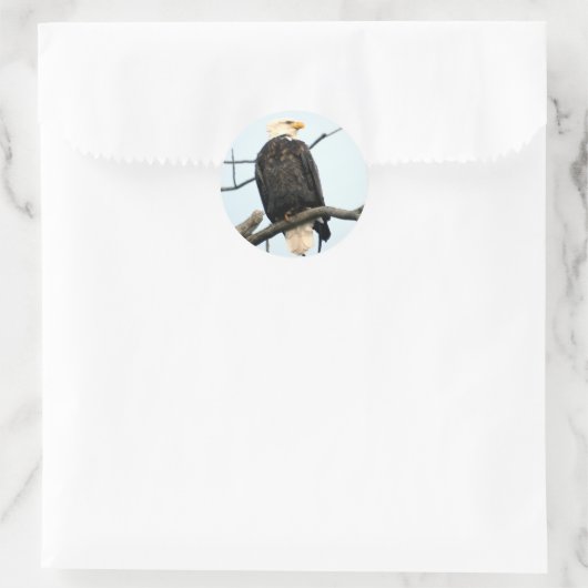 American Bald Eagle Sticker (Tas)