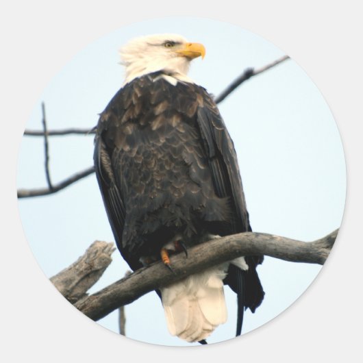 American Bald Eagle Sticker (Voorkant)