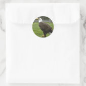 American Bald Eagle Sticker (Tas)