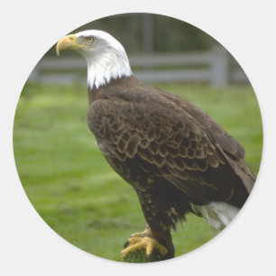 American Bald Eagle Sticker