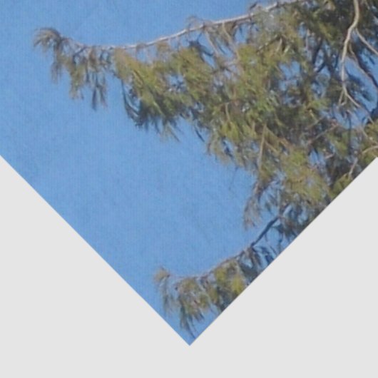 American Bald Eagle Tissue Tissuepapier (Detail)