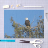 American Bald Eagle Tissue Tissuepapier (Craft)