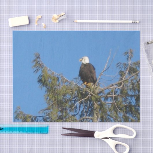 American Bald Eagle Tissue Tissuepapier (Craft)