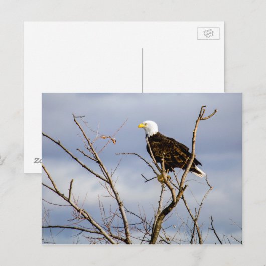 American Bald Eagle V Briefkaart (Voorkant / Achterkant)