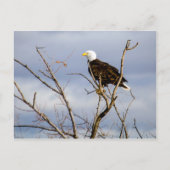 American Bald Eagle V Briefkaart (Voorkant)