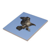 American Bald Eagle Wildlife Tegel Tegeltje (Zijkant)