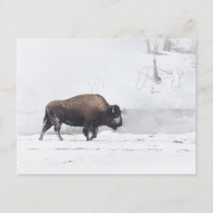 American Bison bij een Steaming Pond Briefkaart