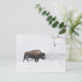 American Bison bij een Steaming Pond Briefkaart (Staand voorkant)