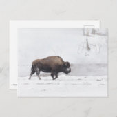 American Bison bij een Steaming Pond Briefkaart (Voorkant / Achterkant)