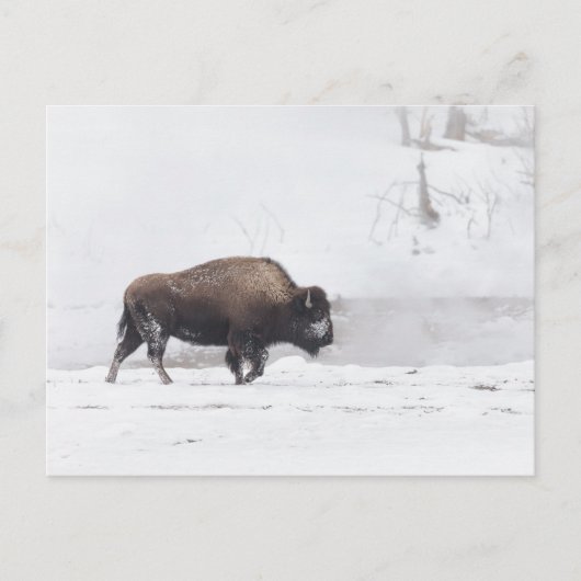 American Bison bij een Steaming Pond Briefkaart (Voorkant)