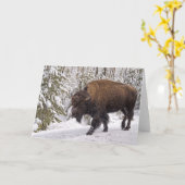 American Bison (Bison bison) Card Kaart (Gele Bloem)