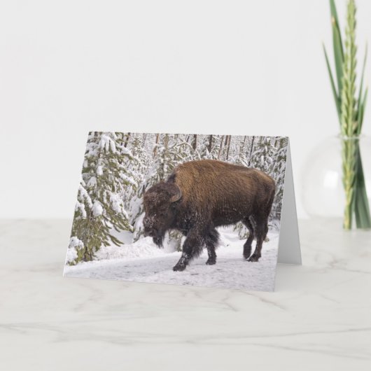 American Bison (Bison bison) Card Kaart (Voorkant)