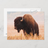American Bison (Bison Bison) Herd In Teton 2 Briefkaart (Voorkant / Achterkant)