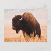 American Bison (Bison Bison) Herd In Teton 2 Briefkaart (Voorkant)