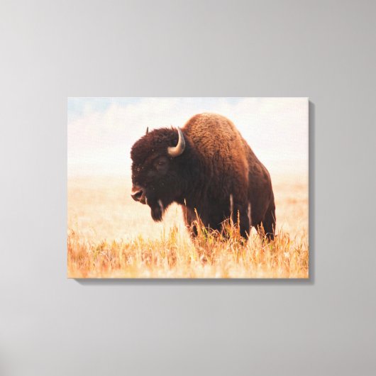 American Bison (Bison Bison) Herd In Teton 2 Canvas Afdruk (Voorkant)