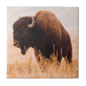American Bison (Bison Bison) Herd In Teton 2 Tegeltje (Voorkant)