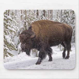 American Bison (Bison bison) Muismat