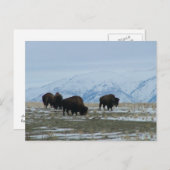 American Bison Briefkaart (Voorkant / Achterkant)