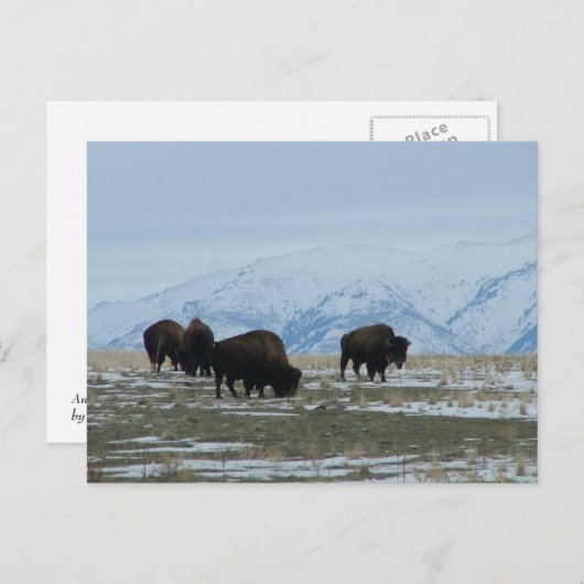 American Bison Briefkaart (Voorkant / Achterkant)