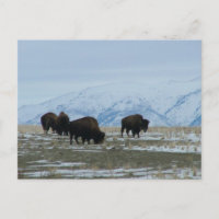 American Bison