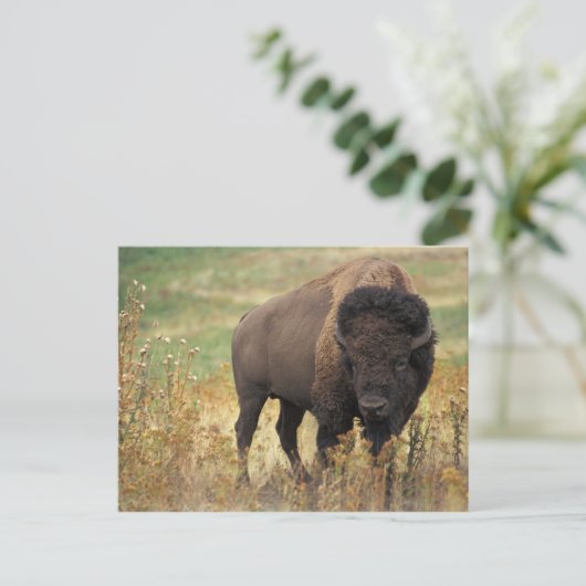 American Bison Briefkaart (Staand voorkant)