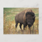 American Bison Briefkaart (Voorkant)