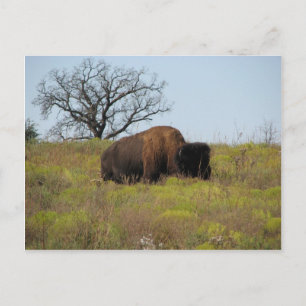 American Bison Briefkaart
