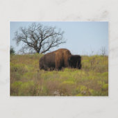 American Bison Briefkaart (Voorkant)