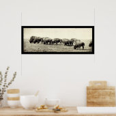 American Bison Buffalo Photo 1906 Poster (Keuken)