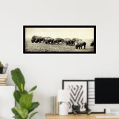 American Bison Buffalo Photo 1906 Poster (Thuiskantoor)