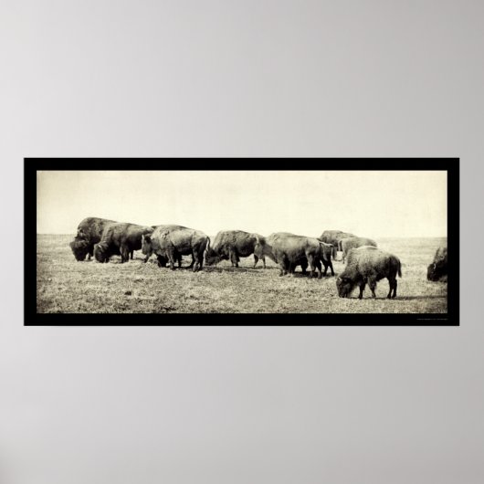 American Bison Buffalo Photo 1906 Poster (Voorkant)